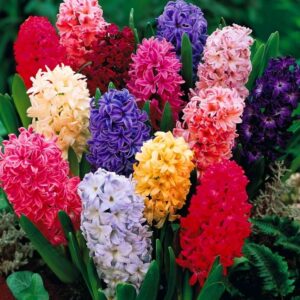 Planting Indoor Hyacinth Bulbs 50 Sementes Flor Hyacinthus Orientalis Jacinto Sortida Picture 030 Planting Indoor Hyacinth Bulbs 50 Sementes Flor Hyacinthus Orientalis Jacinto Sortida Picture 030