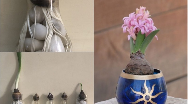 Planting Indoor Hyacinth Bulbs Grow Flower Bulbs In Water – Daffodil, Hyacinth Indoors Image 293