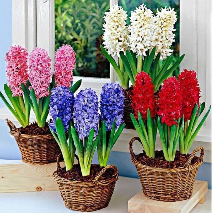 Planting Indoor Hyacinth Bulbs How To Grow Hyacinth – Practical Tips For Beginner Gardeners Image 622