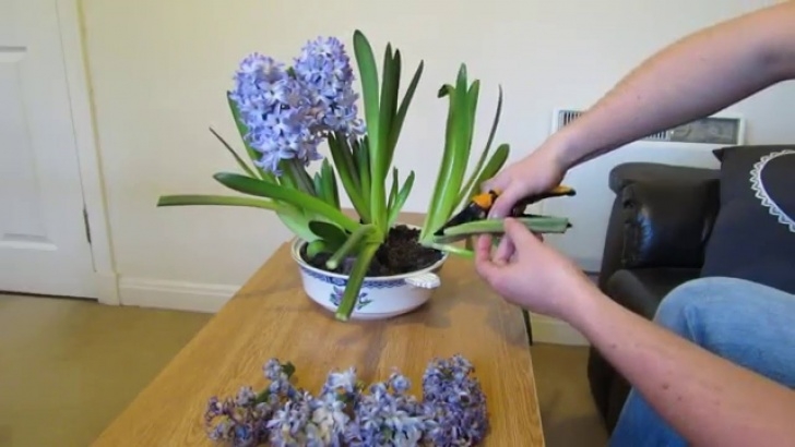 Planting Indoor Hyacinth Bulbs Hyacinth Care, After Flowering - Youtube Photo 516