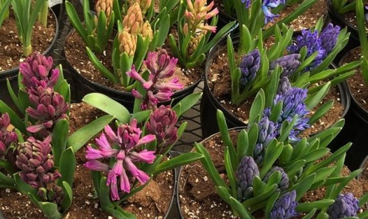 Planting Indoor Hyacinth Bulbs Ready To Grow, Hyacinth Bulb Gift/ Pre-Potted Prechilled Picture 012