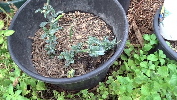 Planting Kale In Pots Grow Kale For Free Propagate Cuttings In Containers/Ground Image 317