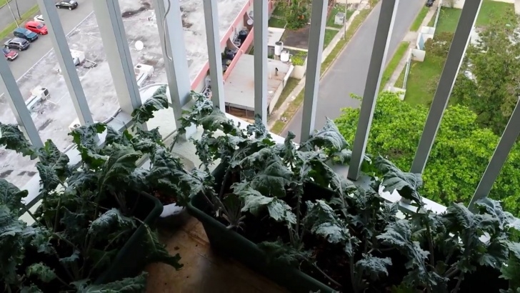 Planting Kale In Pots Growing Red Russian Kale In Containers - Youtube Picture 791