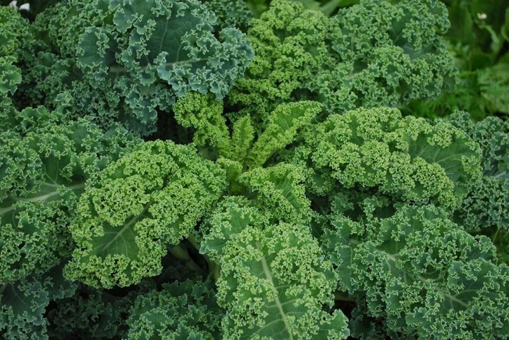 Planting Kale In Pots How To Grow Kale (With Images) | Kale Plant Image 525