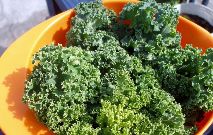 Planting Kale In Pots Kale – Plants On Deck Image 063