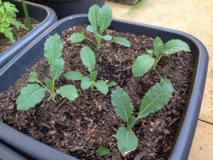 Planting Kale In Pots Kale: Tips And Tricks For Growing Your Own | 1 Million Women Image 133