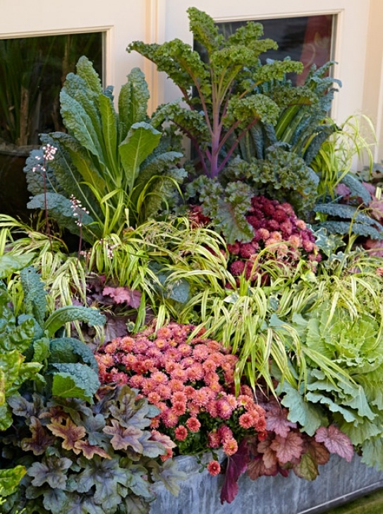 Planting Kale In Pots Mum &amp; Kale Fall Container Recipe | Garden Gate Image 726