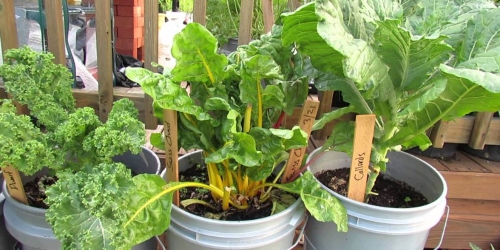 Planting Kale In Pots What To Plant In August - A Vegetable &amp; Herb Planting Picture 022