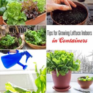 Planting Lettuce In Pots 11 Tips For Growing Lettuce Indoors In Containers | Gardenoid Picture 318