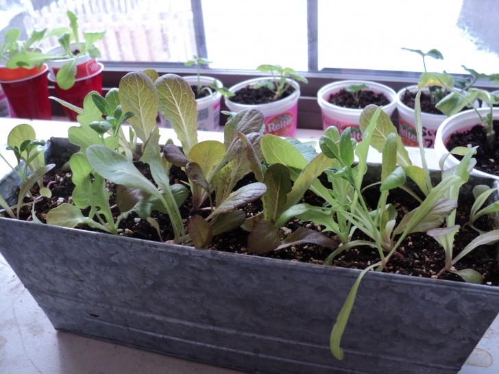 Planting Lettuce In Pots Growing Lettuce In Containers | Pay Dirt Photo 716