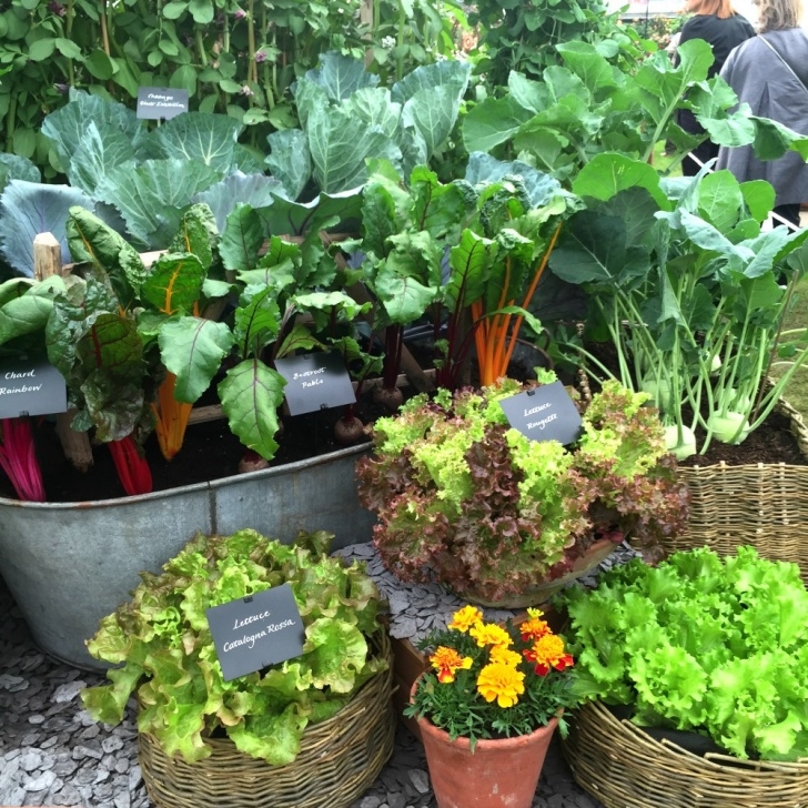 Planting Lettuce In Pots Growing Vegetables In Containers Photo 475