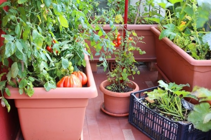 Planting Lettuce In Pots Growing Vegetables In Pots | Starting A Container Picture 450