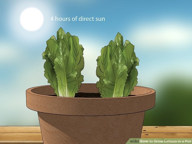 Planting Lettuce In Pots How To Grow Lettuce In A Pot (With Pictures) - Wikihow Image 682
