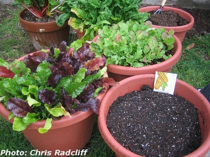 Planting Lettuce In Pots Miss Priss Morgan: Small Space Gardens Image 292