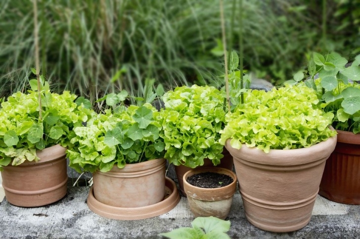 Planting Lettuce In Pots Tips For Growing 10 Types Of Vegetables In Containers Picture 755