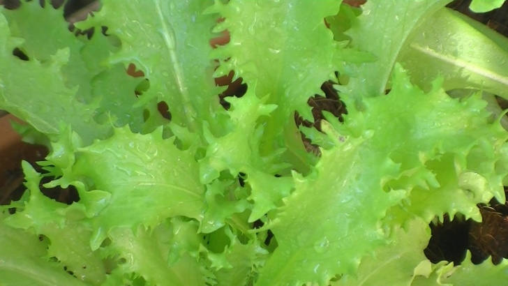 Planting Lettuce In Pots Vegetable Garden For The World: Growing Lettuce In Pots-A Picture 975