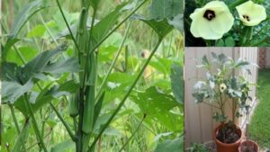 Planting Okra In Pots How To Grow Ladyfinger (Okra) In A Pot (गमले मे उगाये Image 177