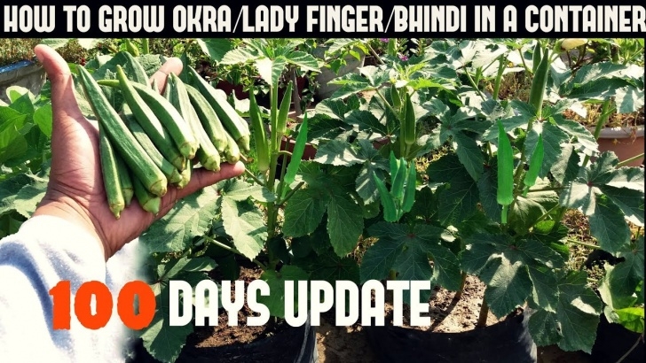Planting Okra In Pots How To Grow Okra/Lady Finger/Bhindi In Pot (With 100 Days Image 408