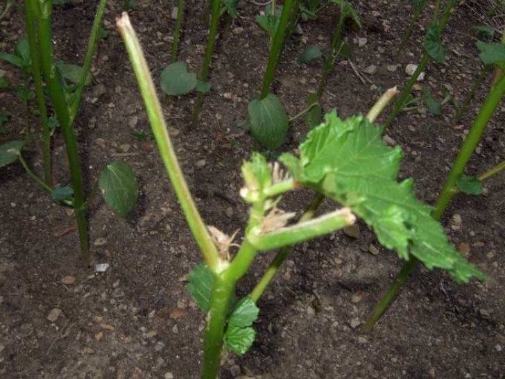 Planting Okra In Pots Okra Status Report — Veggie Gardening Tips Image 470