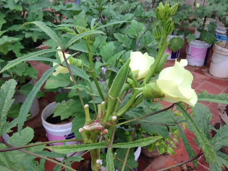 Planting Okra In Pots Terrace Garden: Growing Okra In Containers Image 924