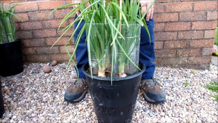 Planting Onions In Containers 29 Best Leeks Garlic Onions Images On Pinterest | Grow Photo 107