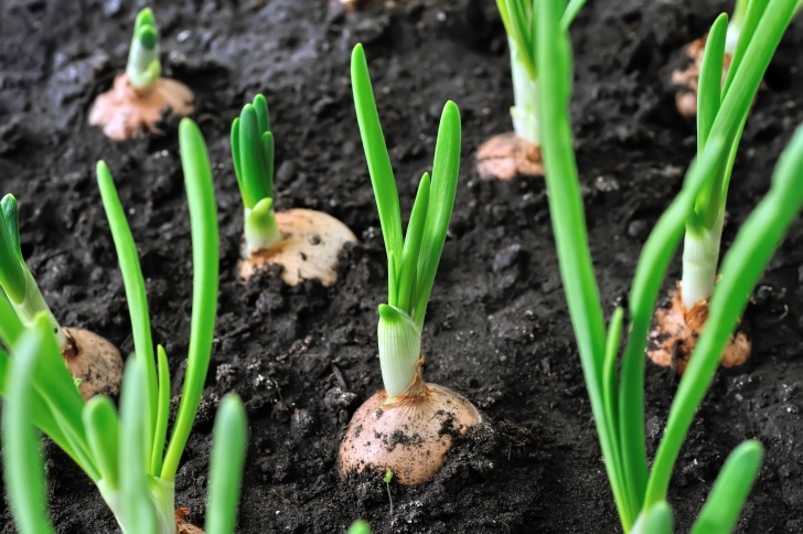 Planting Onions In Containers All About How To Plant Onions | Emlily Floral Picture 094