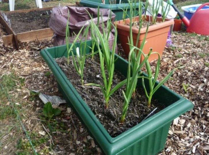 Planting Onions In Containers Expert Advice On Growing Garlic - Gardenfocused.co.uk Photo 256