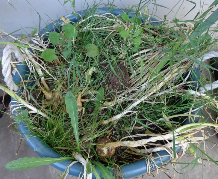 Planting Onions In Containers Growing Greener In The Pacific Northwest: Onions, Garlic Image 664