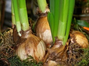 Planting Onions In Containers Growing Onion In Containers, Pots, Backyards | Agri Farming Picture 388