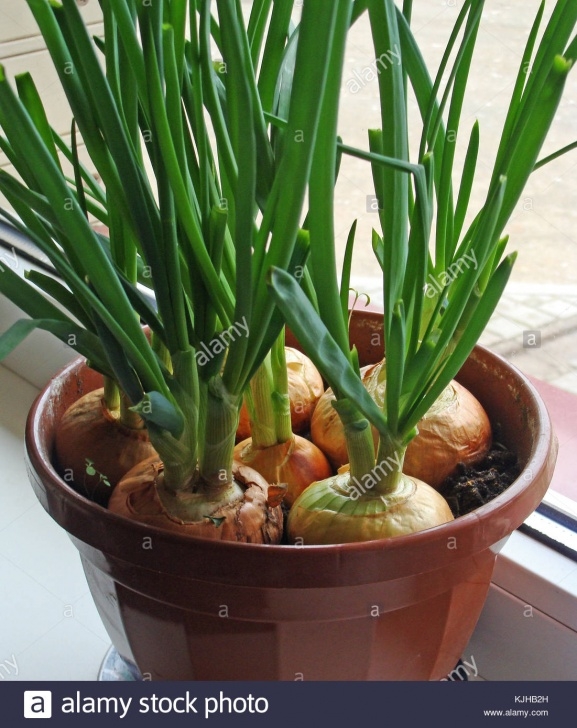Planting Onions In Containers Indoor Gardening Growing Spring Onions In Flower Pot On Image 995
