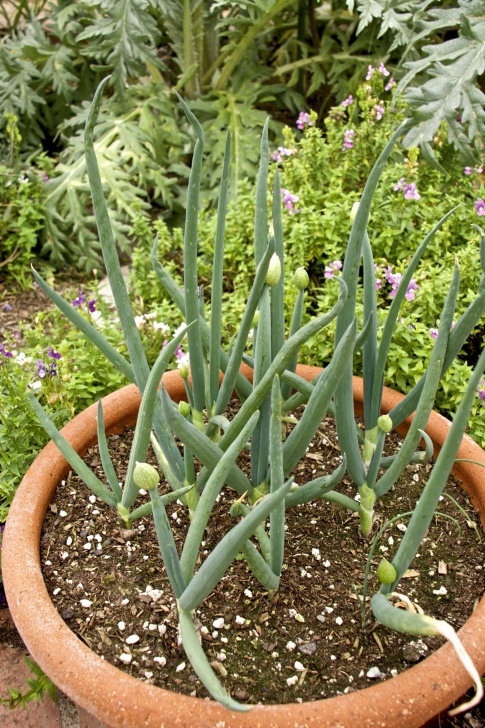 Planting Onions In Containers What’s In Bloom In February 2014 In My Southern California Photo 518