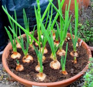 Planting Onions In Pots 15 Best Vegetables That Grow Well In A Container Or Pot Photo 359