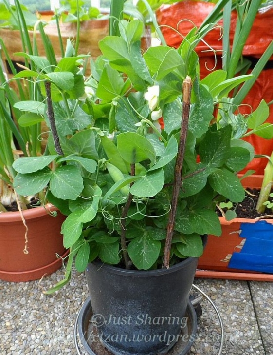 Planting Peas In Pots Balcony Garden In May … Tom Thumb Peas … – Just Sharing Image 623