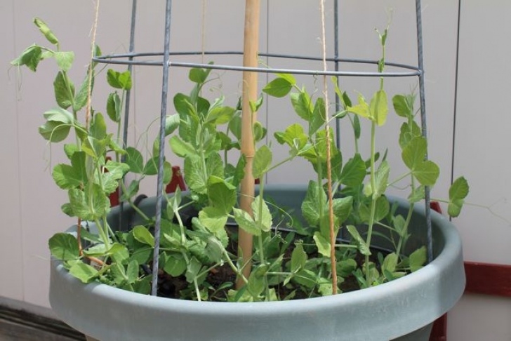 Planting Peas In Pots Ever Never Again: Diy Garden Projects Photo 884