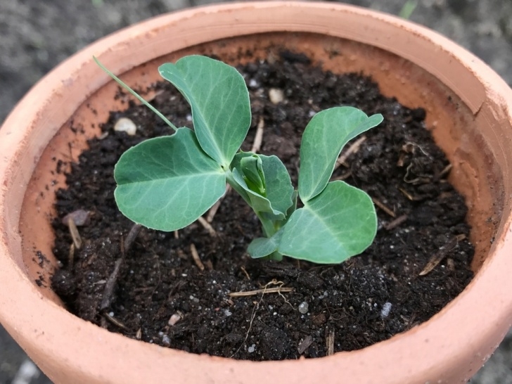Planting Peas In Pots Growing Peas In Containers » Tips On Potting Them Up Image 685