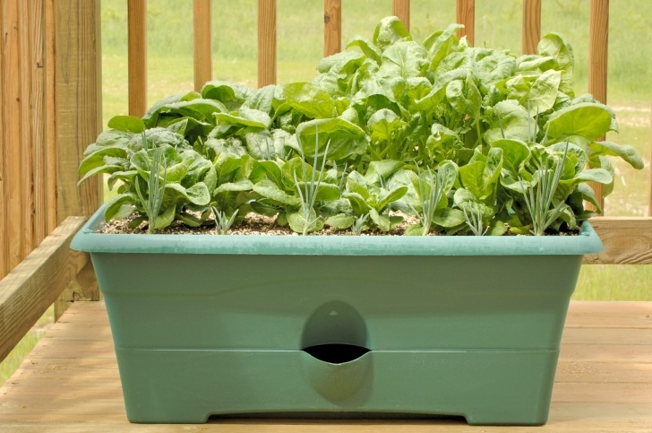 Planting Peas In Pots Growing Spinach In Containers - Learn About The Care Of Picture 909