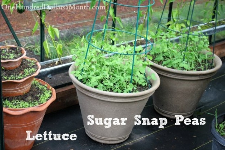 Planting Peas In Pots Growing Vegetables In A Greenhouse - Harvesting Tomatoes Image 861