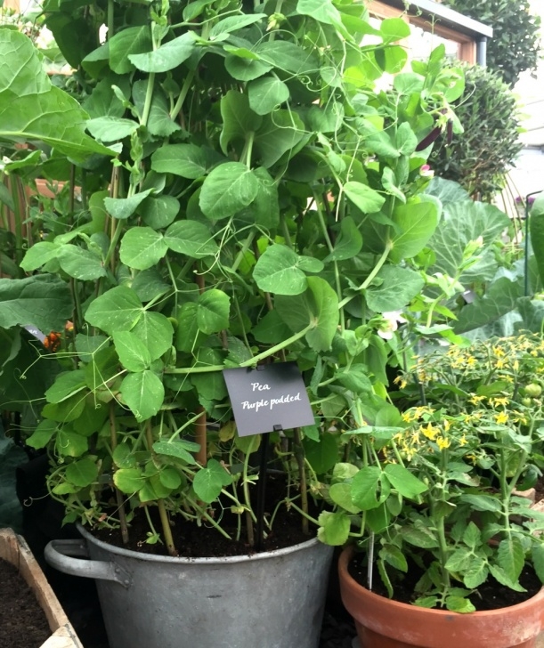 Planting Peas In Pots Growing Vegetables In Containers Photo 979