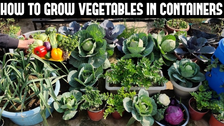 Planting Peas In Pots How To Grow Vegetables In Containers-Full Information Photo 578