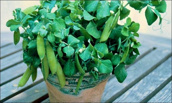 Planting Peas In Pots Vegetables That Grow Well In A Container Or Pot | The Garden! Photo 431