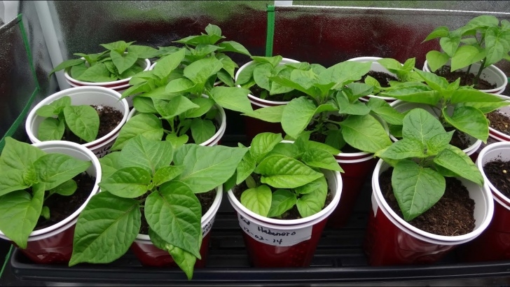 Planting Pepper Plants 2015 Super Hot Peppers Growing Season - Ep. 05: Plants Photo 858