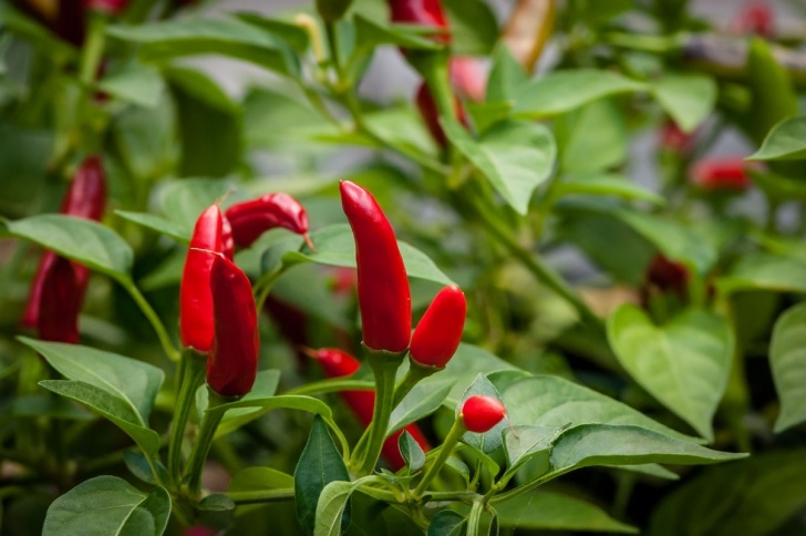 Planting Pepper Plants A Collection Of Summer Flowers – Beth Walsh Photography Photo 097