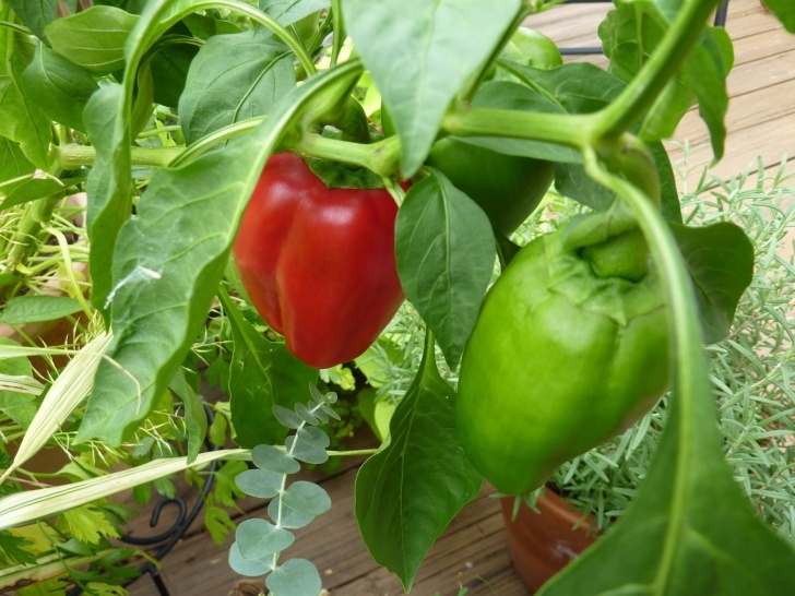 Planting Pepper Plants Flat Bottom Flowers: Two Red Peppers Image 656