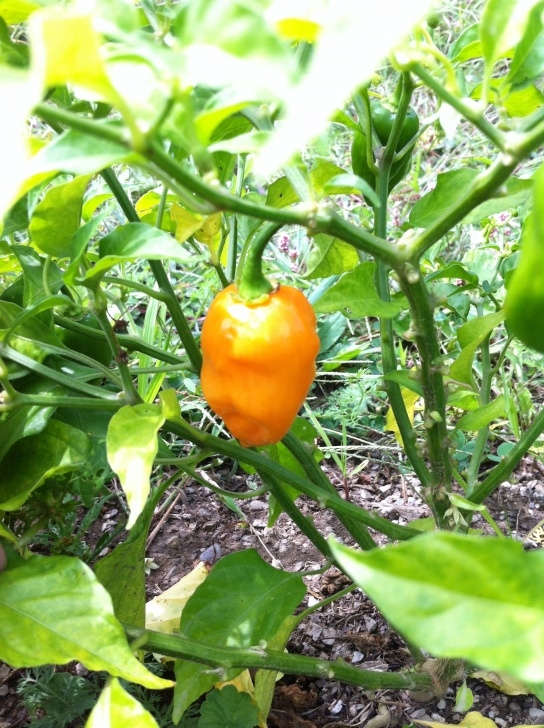 Planting Pepper Plants Habanero Pepper Plant | Two Barn Farm Photo 995