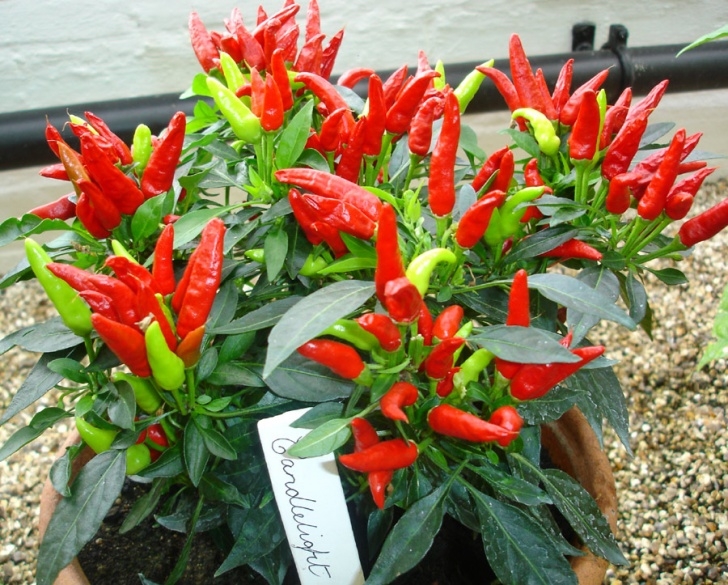 Planting Pepper Plants How To Overwinter Chilli Plants |The Garden Of Eaden Image 725