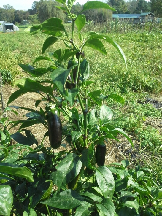 Planting Pepper Plants Intensive Vegetable Production On A Small Scale Picture 936
