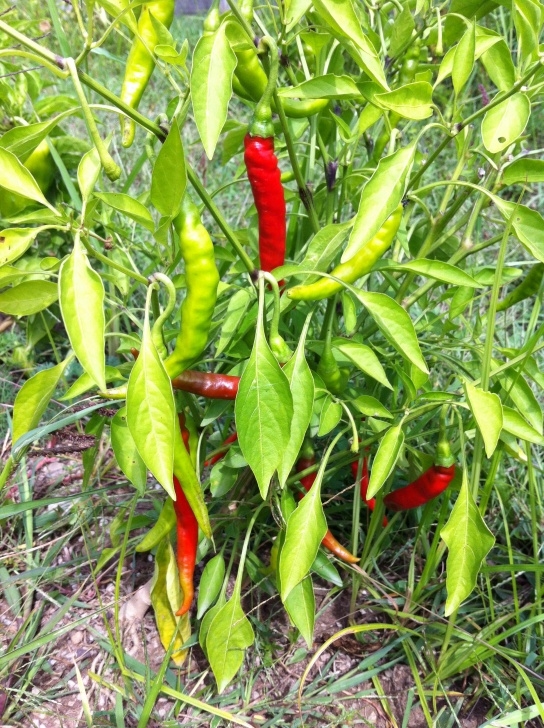Planting Pepper Plants Thai Hot Pepper Plant | Two Barn Farm Picture 046