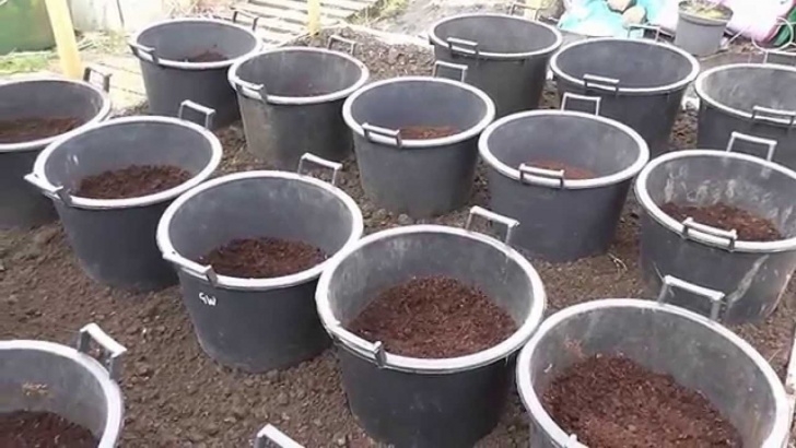 Planting Potatoes In Buckets Allotment Diary : How I Plant / Grow My Container Grown Photo 818