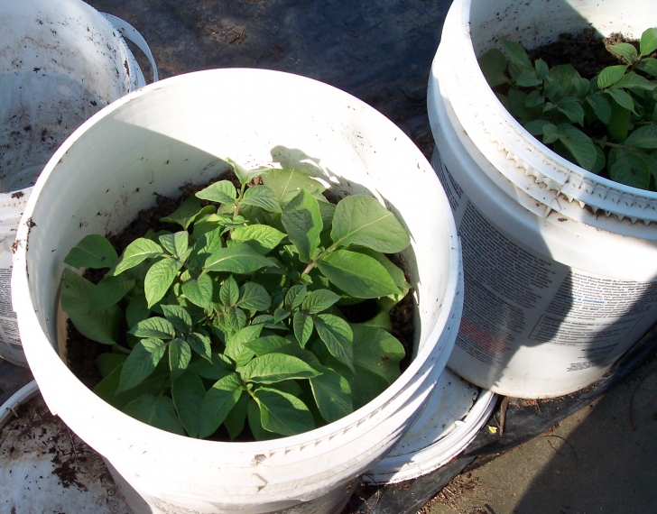 Planting Potatoes In Buckets Getting Started In Gardening: Containers - American Photo 487