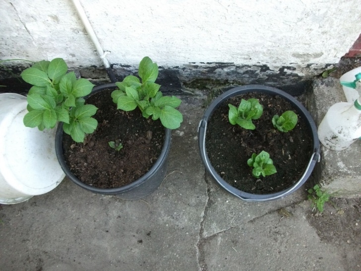 Planting Potatoes In Buckets Growing Potatoes In Buckets: 4 Steps (With Pictures) Photo 695